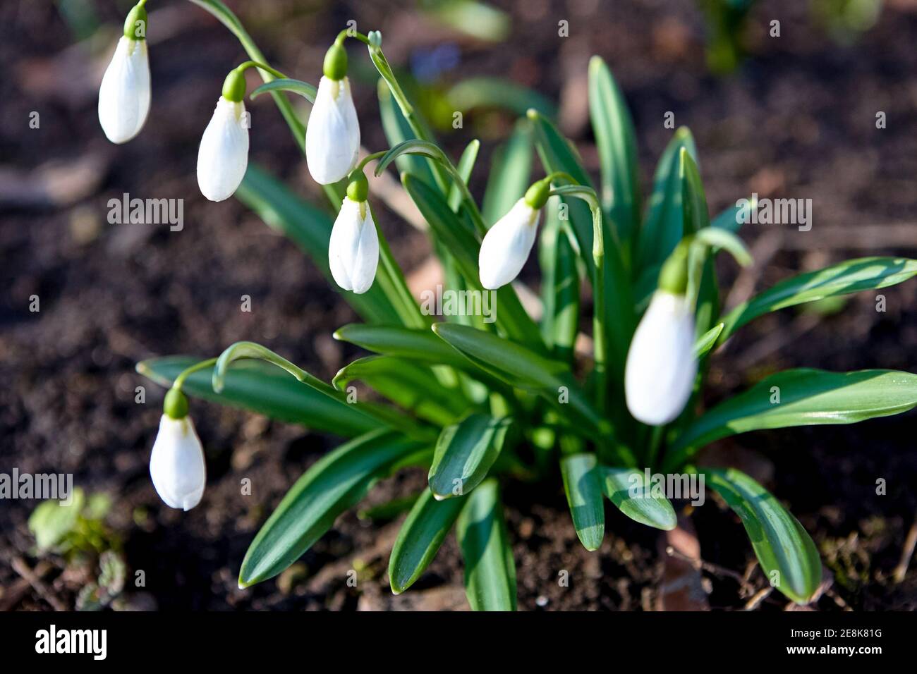 snowdrop flowers at garden. white flowers blossom Stock Photo