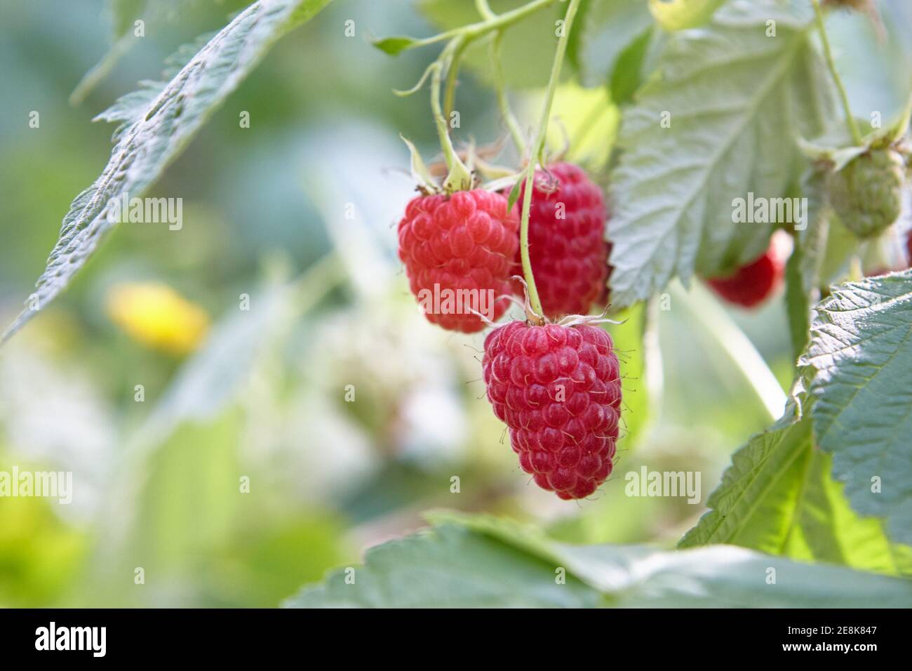 ripe raspberry on branch at garden. soft focus Stock Photo