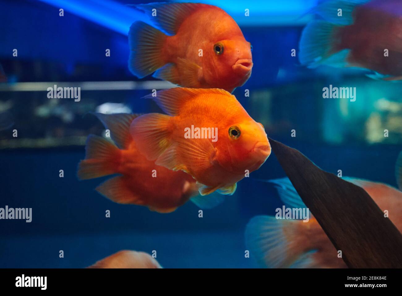 red blood parrot fishes at aquarium water tank. freshwater fish pets