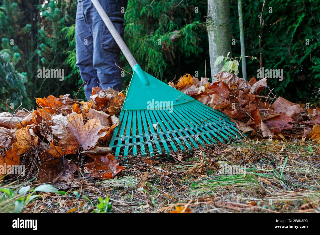 Raking Spring Clean Up Man rake leaves outdoor at spring hi-res stock photography and images ...