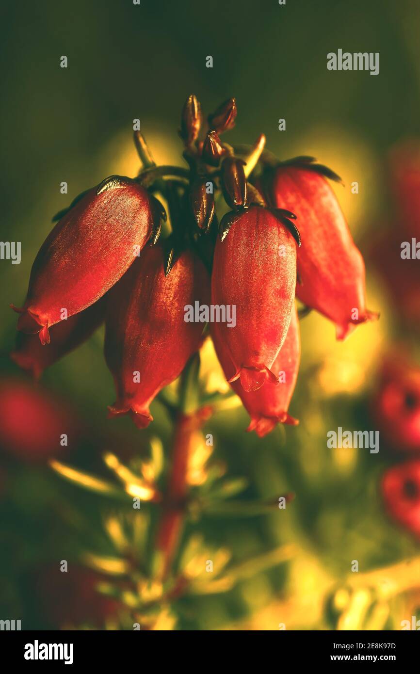 Macro close up of red heather flowers on blurred green and yellow background Stock Photo