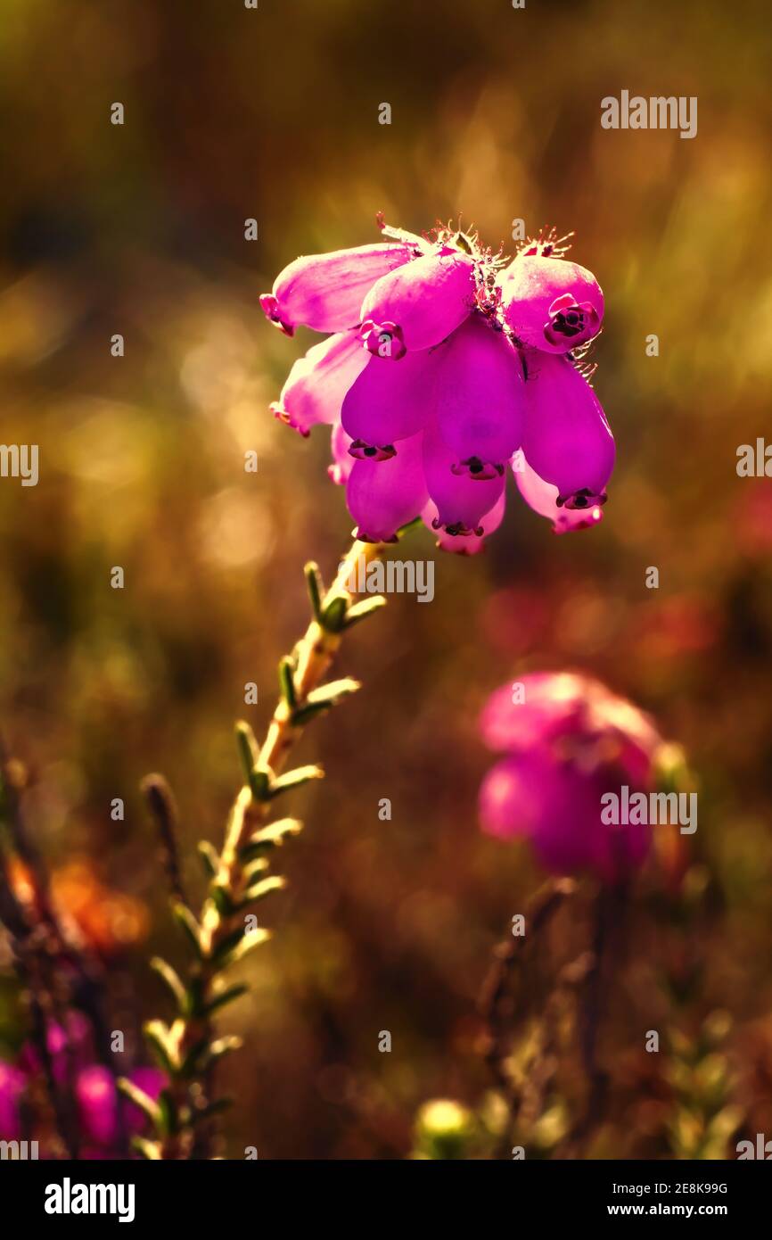Macro close up of bunch purple pink heather flowers on blurred background in summer light Stock Photo