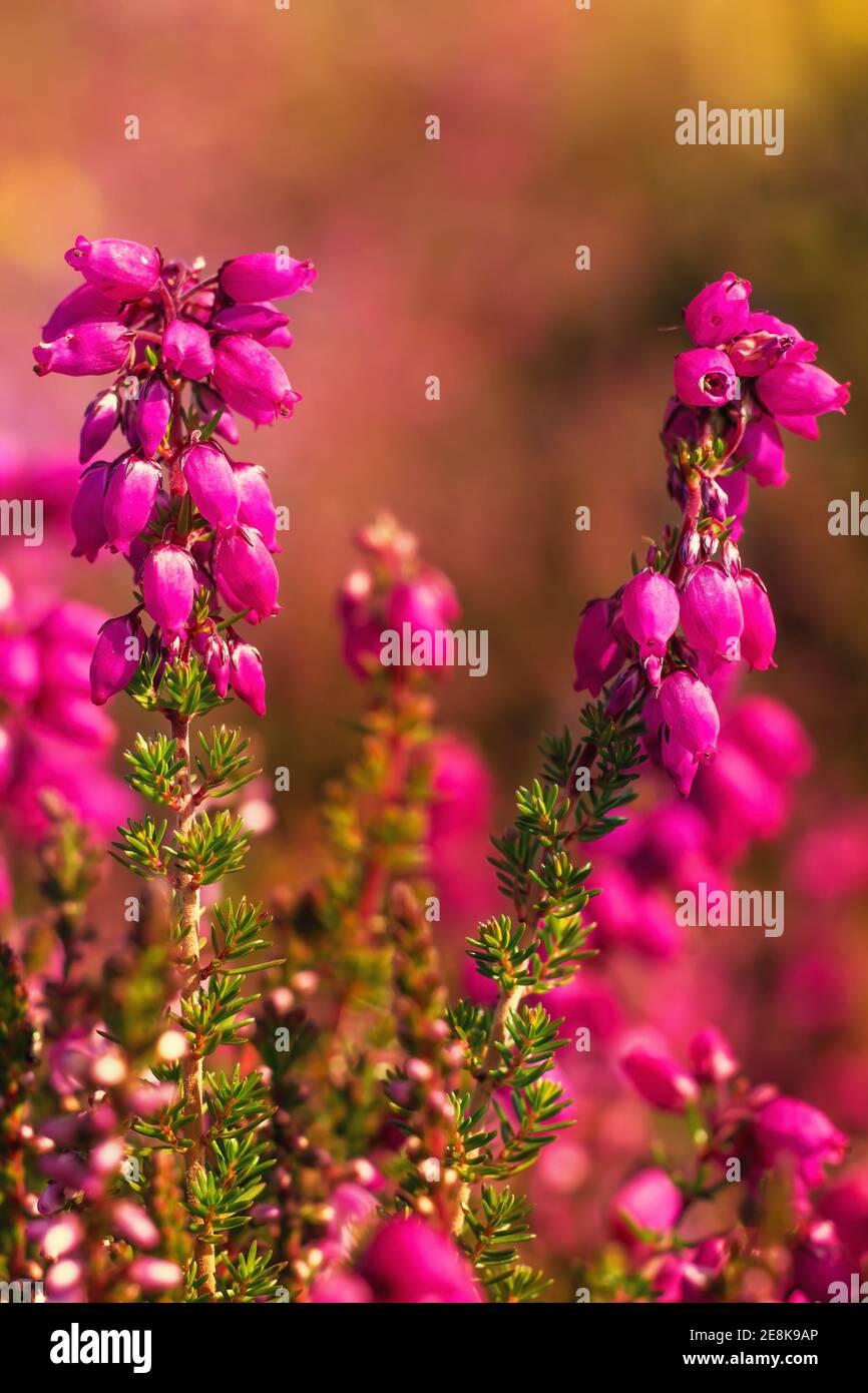 Close up of group of purple violet heather flowers on blurred background Stock Photo