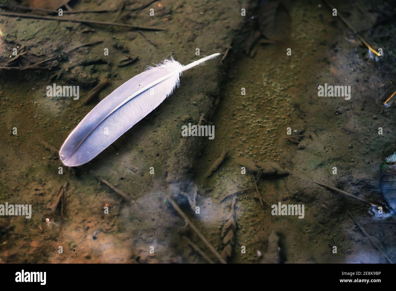 White and grey pigeon feather floating on clear water in dirty road puddle Stock Photo