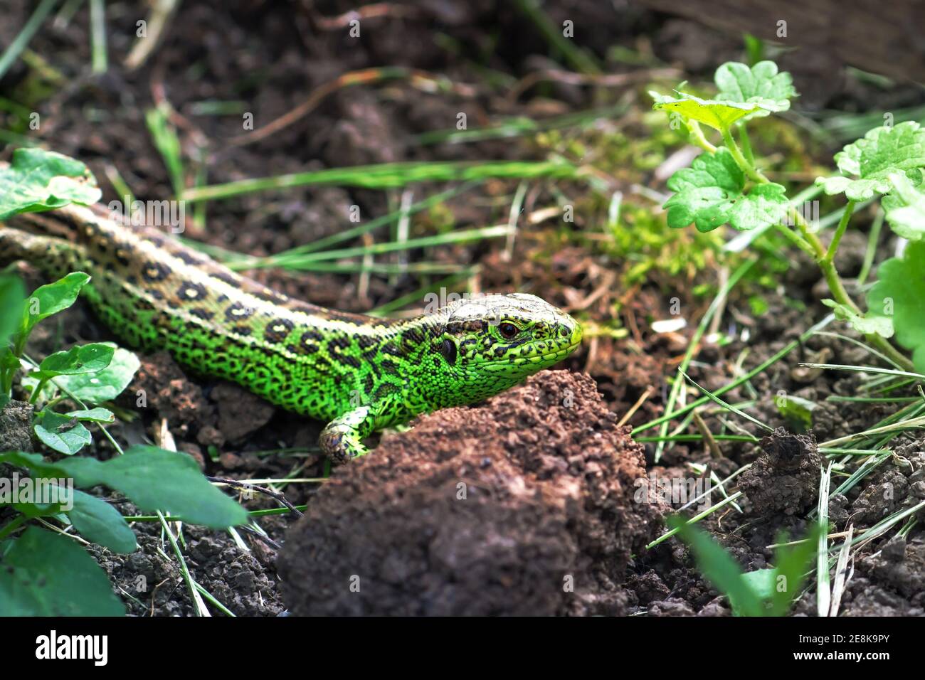 Close up of Sand lizard Lacerta agilis hiding in the garden amongst grass and soil Stock Photo