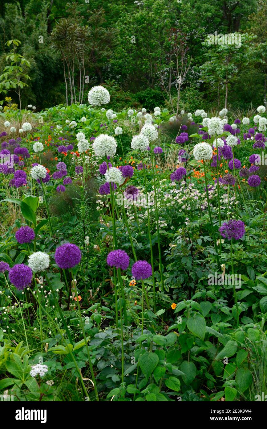 Allium mount everest,allium purple sensation,white and purple alliums,astrantia,geum,bed,border