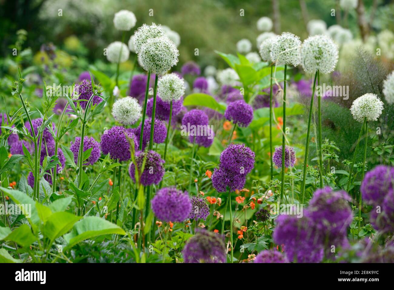 allium purple sensation,allium mount everest,white and purple alliums,white and purple allium