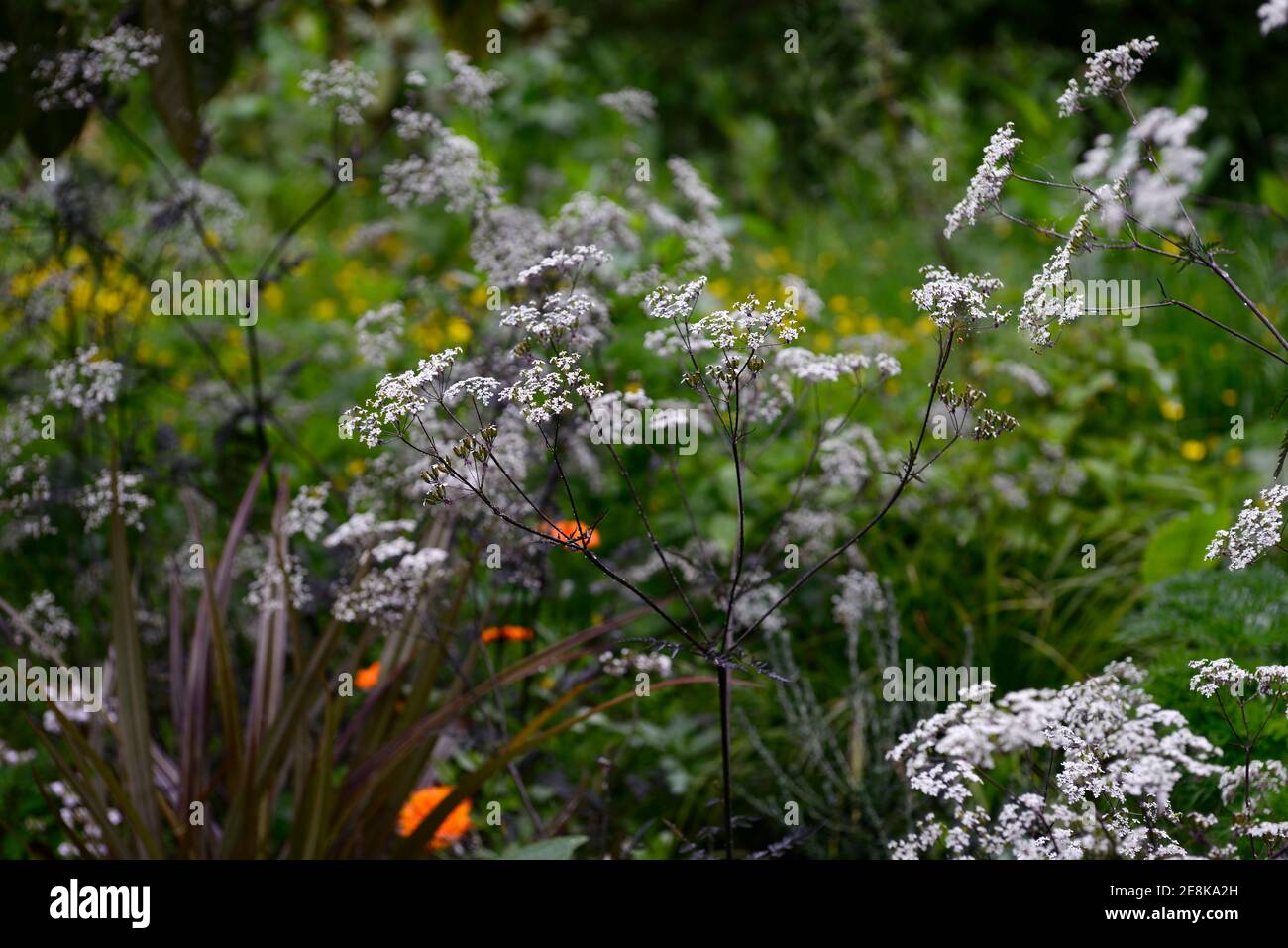 echinacea white swan plants White Swan Echinacea Plants