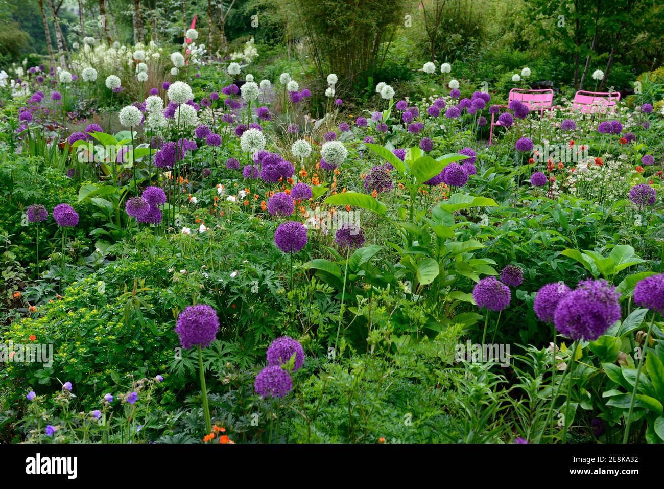 allium purple sensation,allium mount everest,white and purple alliums,white and purple allium