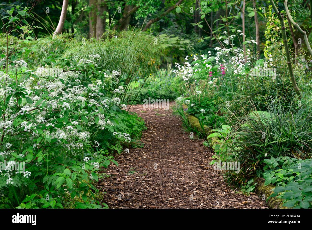 Anthriscus sylvestris,cow parsley,white flowers,flowering,leaves