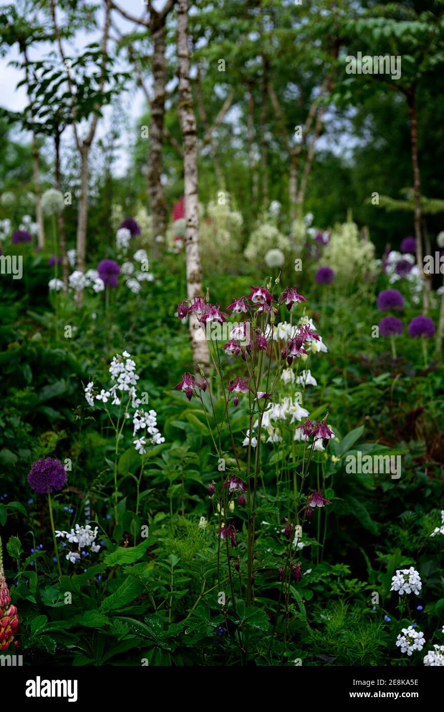 Aquilegia vulgaris William Guinness,Columbine,Granny's bonnet,deep black-purple petals surrounded by white central petals,purple white flowers,floweri Stock Photo