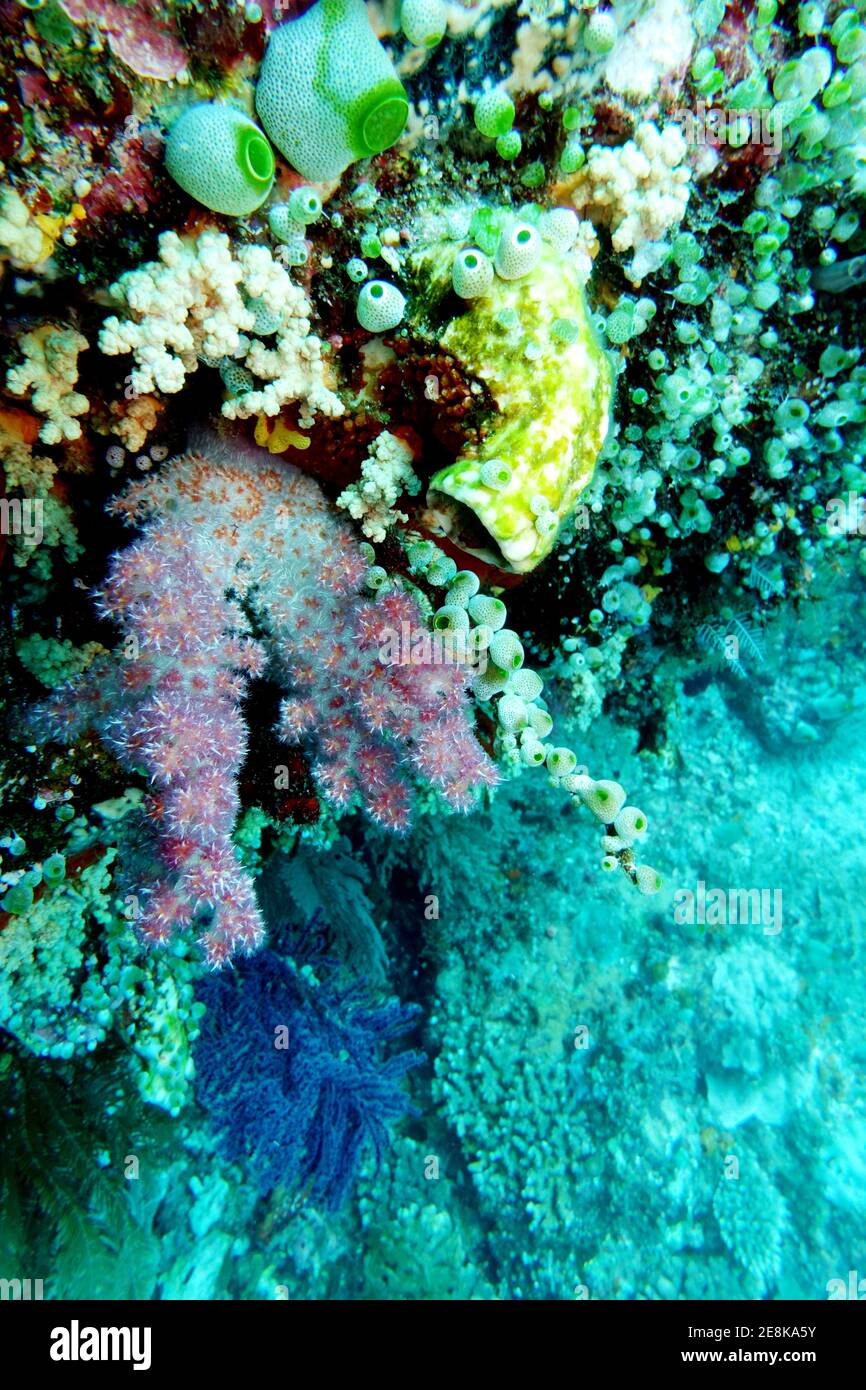 Bunte Korallenwand mit Seescheiden und Weichkorallen, Nord-Molukken, Indonesien, Batu Siko Stock Photo
