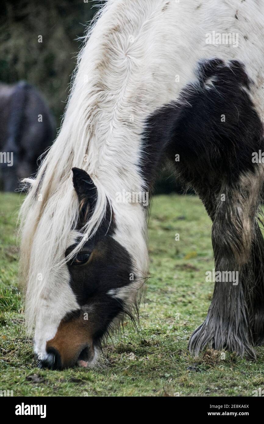 Pony in field eating grass Stock Photo