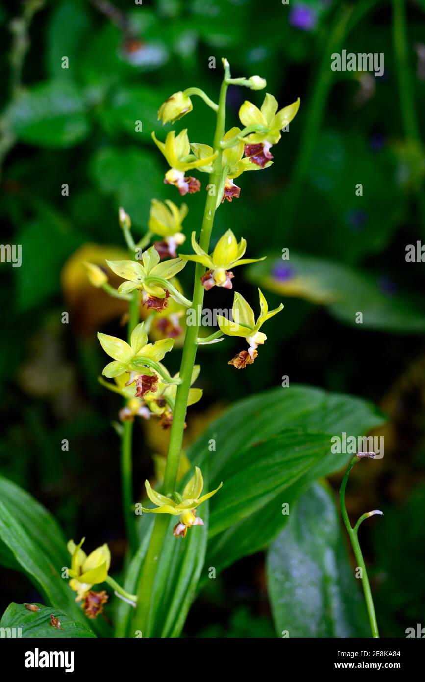 Calanthe tricarinata,hardy orchids,yellow orange rust flowers,hardy orchid,calanthes,woodland garden,wood,shade,shady,shaded,RM floral Stock Photo