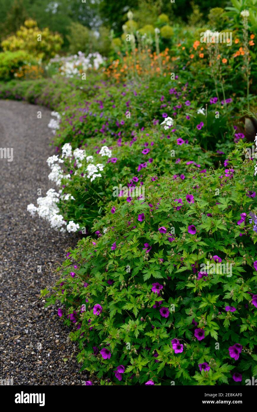 Geranium Anne Thomson,magenta,pink,purple,flower,flowers,flowering,perennial,mix,mixed,combination,path,edge,edged,egding,bed,border,RM Floral Stock Photo