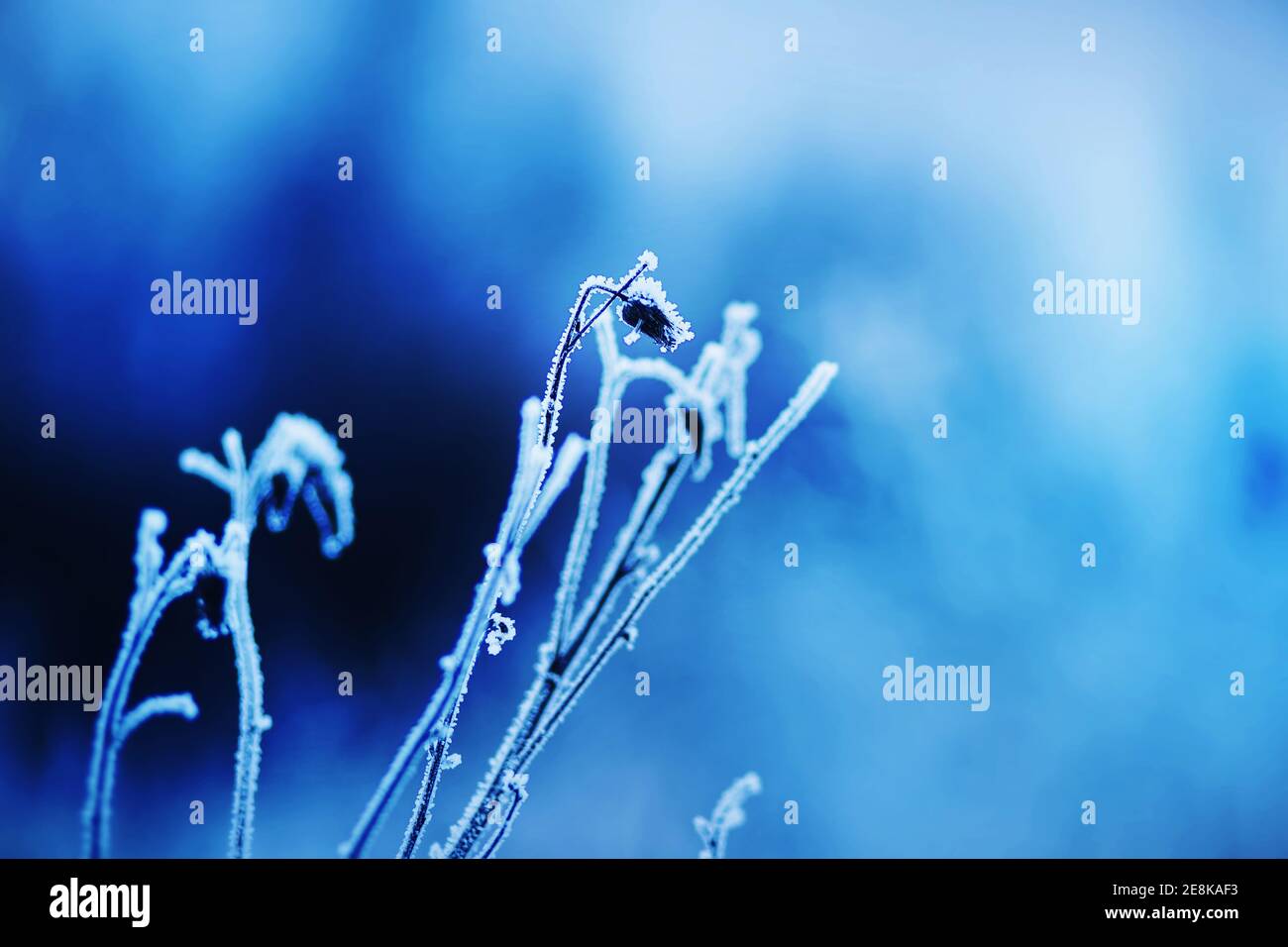 The buds of withered flowers on thin stems are covered with snow and frost on a frosty winter day. Nature in January. Stock Photo