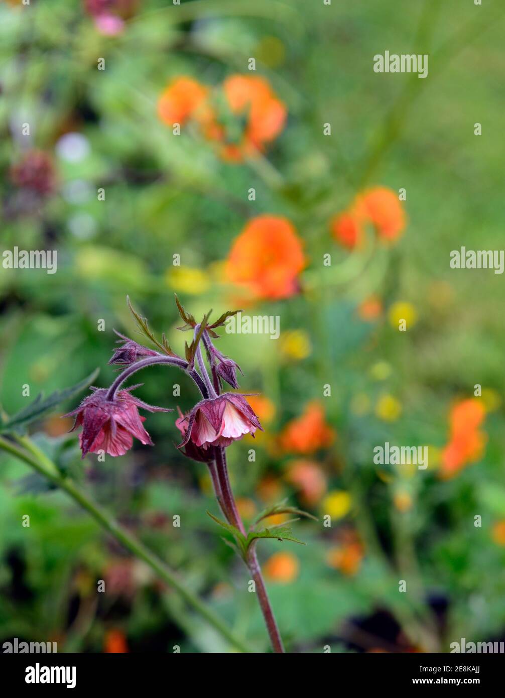 geum bell bank,geums,orange red coral flowers,flowering,perennial flower,RM Floral Stock Photo