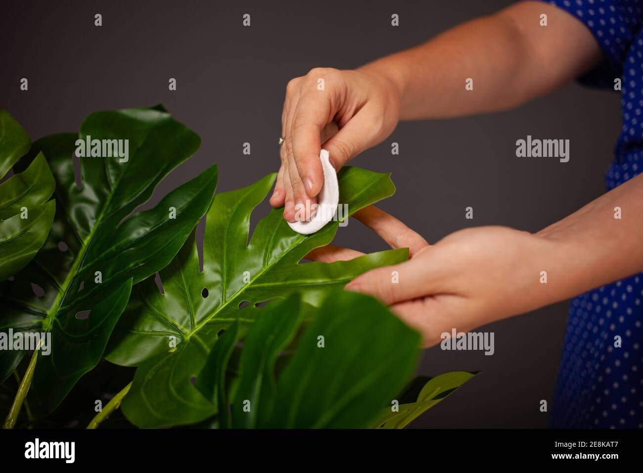 Caring for a houseplant. Monstera deliciosa on a gray background ...
