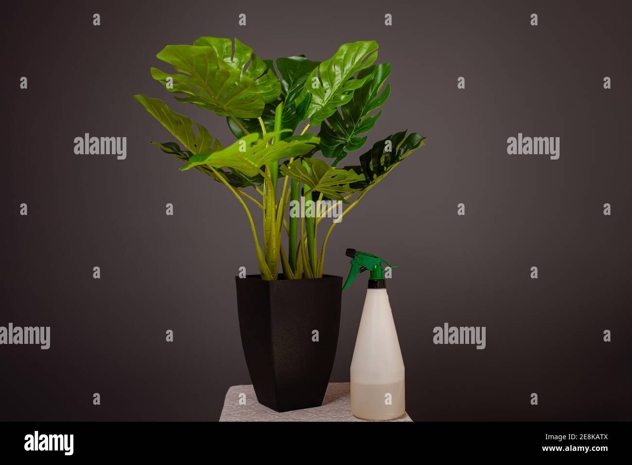 Caring for a houseplant. Monstera deliciosa on a gray background ...