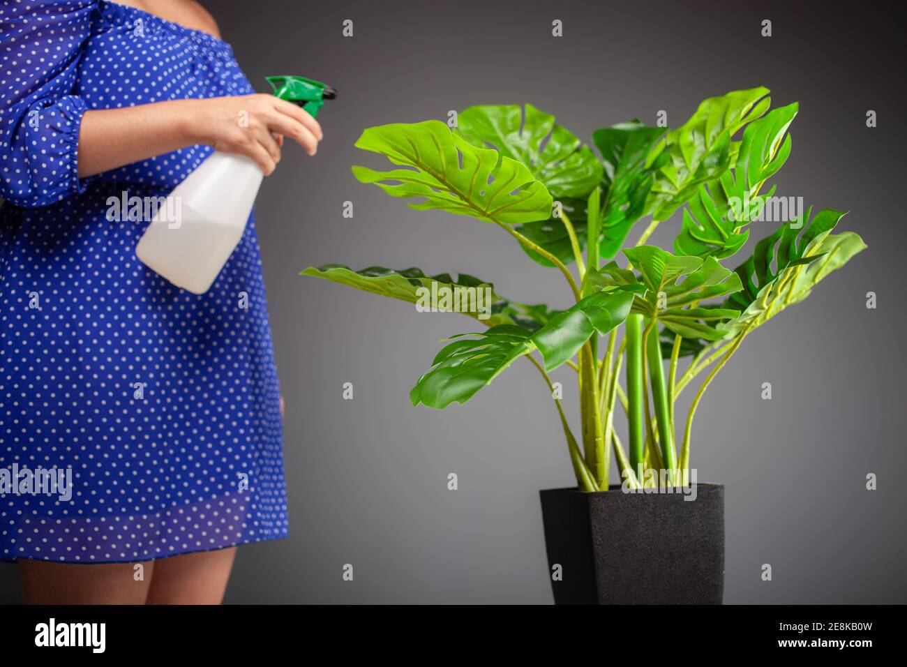 Caring for a houseplant. Monstera deliciosa on a gray background ...