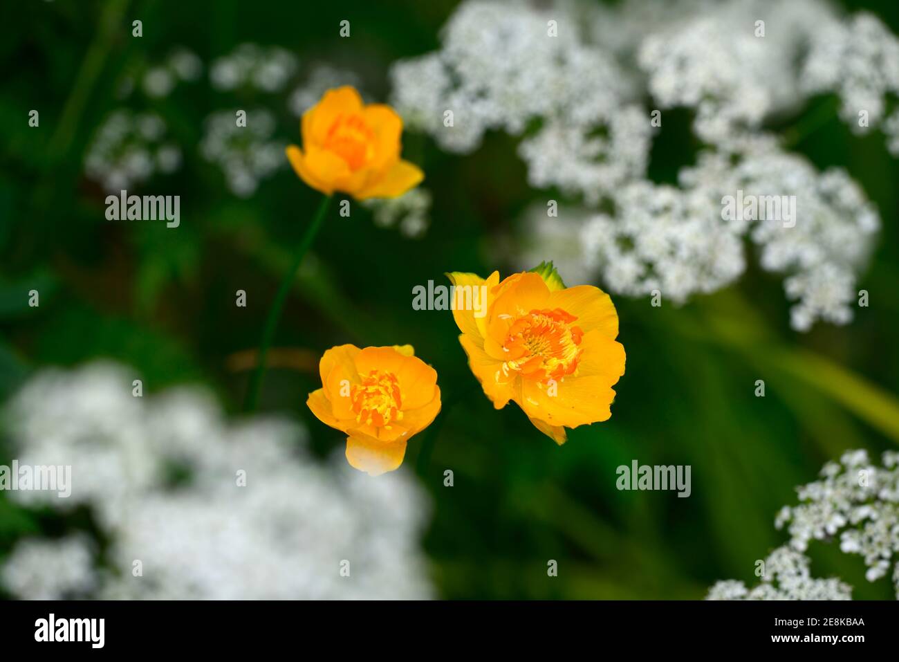 Trollius x cultorum Orange Crest,Trollius cultorum Orange Crest,Orange Crest Globeflower,orange flowers,flower,flowering,RM Floral Stock Photo