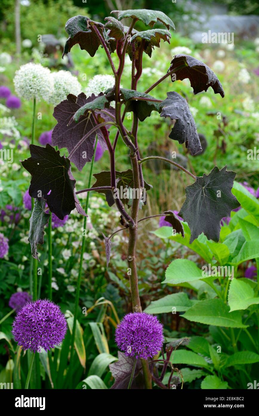 allium purple sensation,senecio cristobalensis,Red Leaved Velvet Senecio,Roldana petasitis,purple leaf,tender perennial,foliage,leaves,exotic,mixed,tr Stock Photo