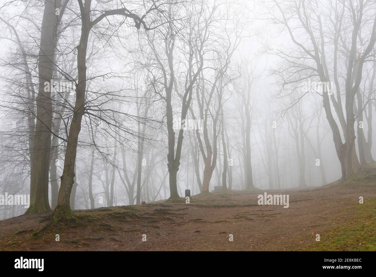 Trees on an alley shrouded in fog. Autumn landscape Stock Photo - Alamy