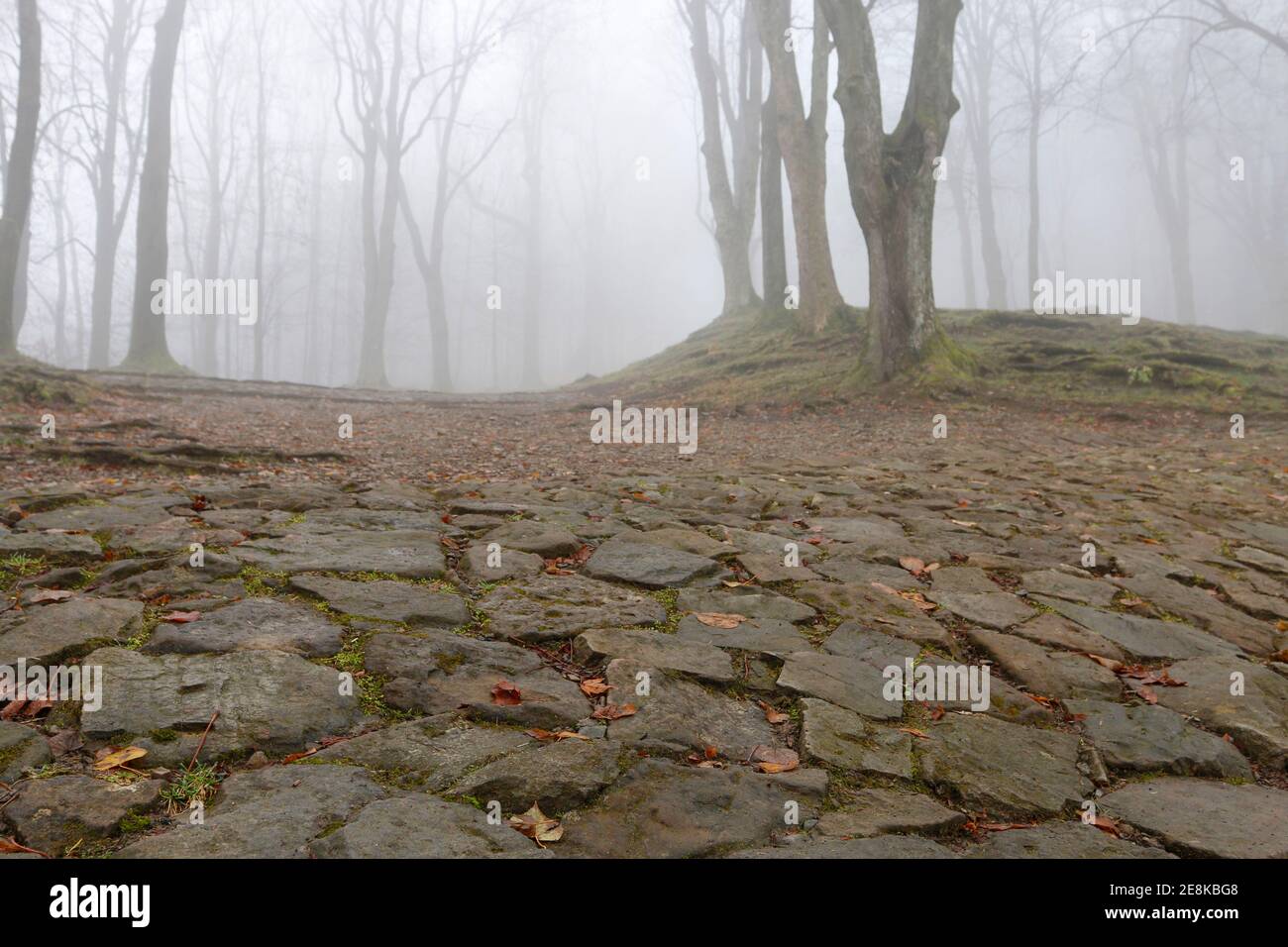 Trees on an alley shrouded in fog. Autumn landscape Stock Photo - Alamy