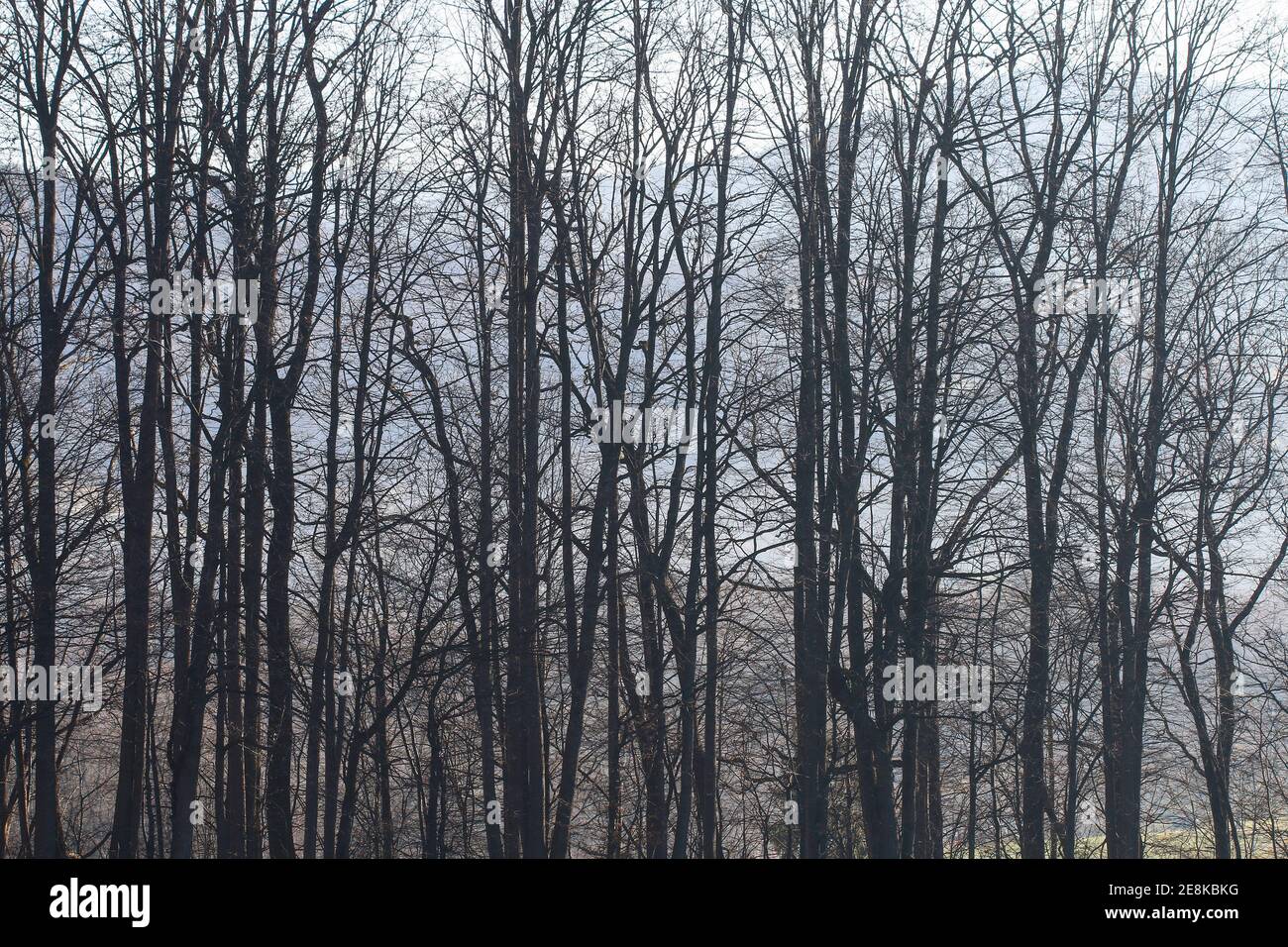 Alley life oak trees hi-res stock photography and images - Alamy