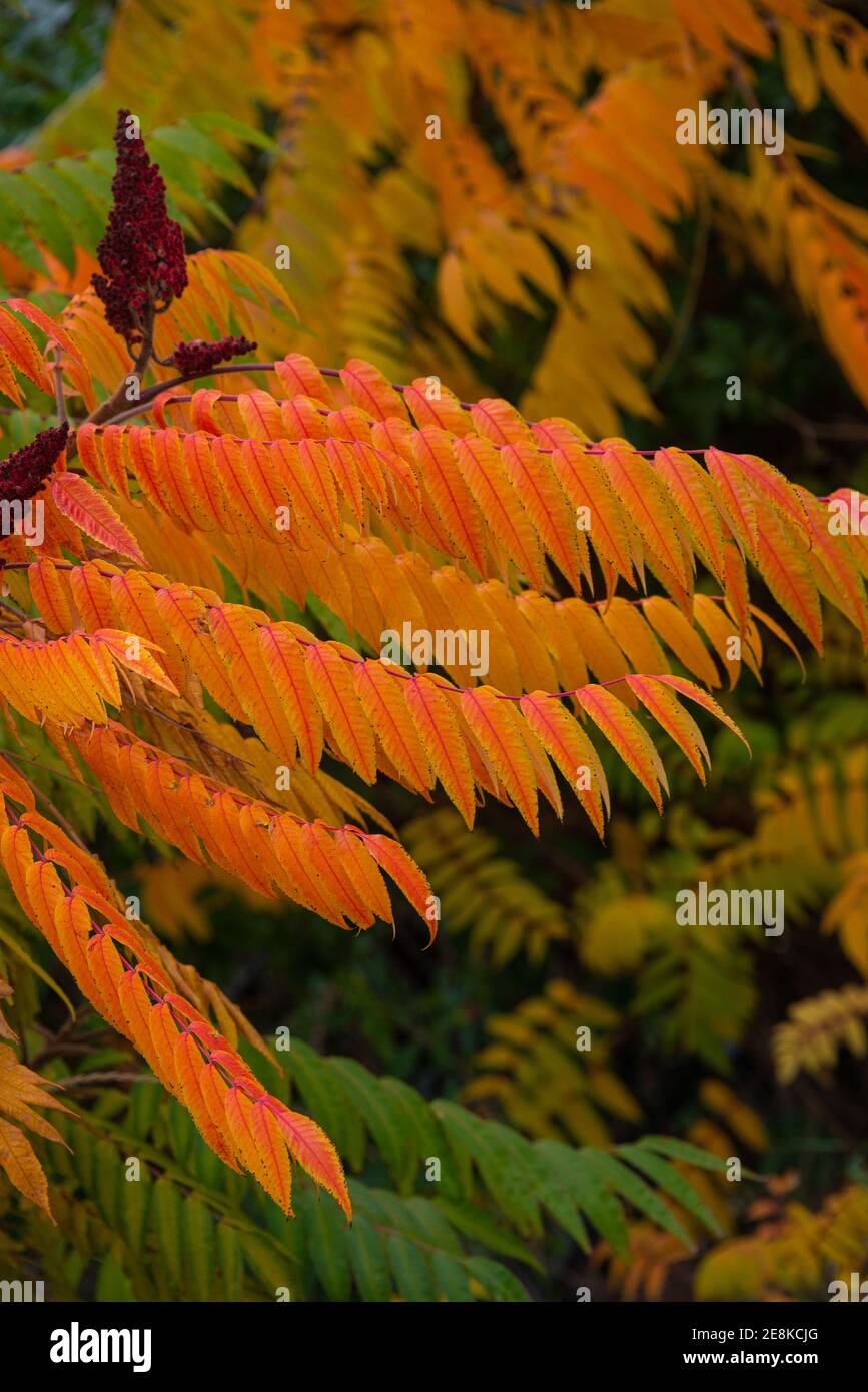 Amazing temperate forest leaves like fern in golden Autumn colors resembling fire flames as a background, details, closeup Stock Photo