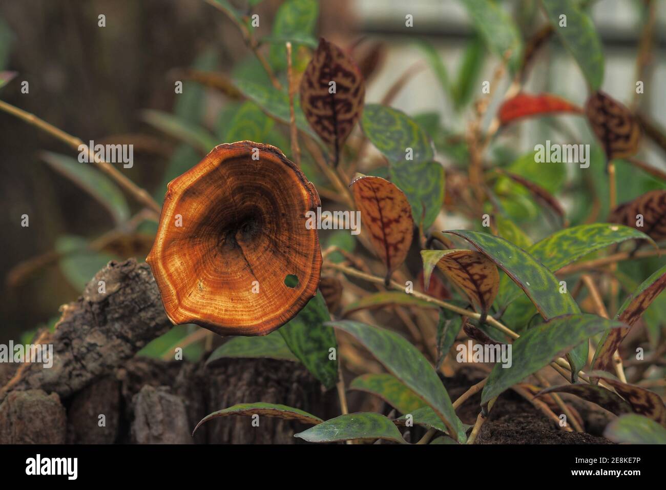 Tropical evergreen and moist deciduous forest hires stock photography
