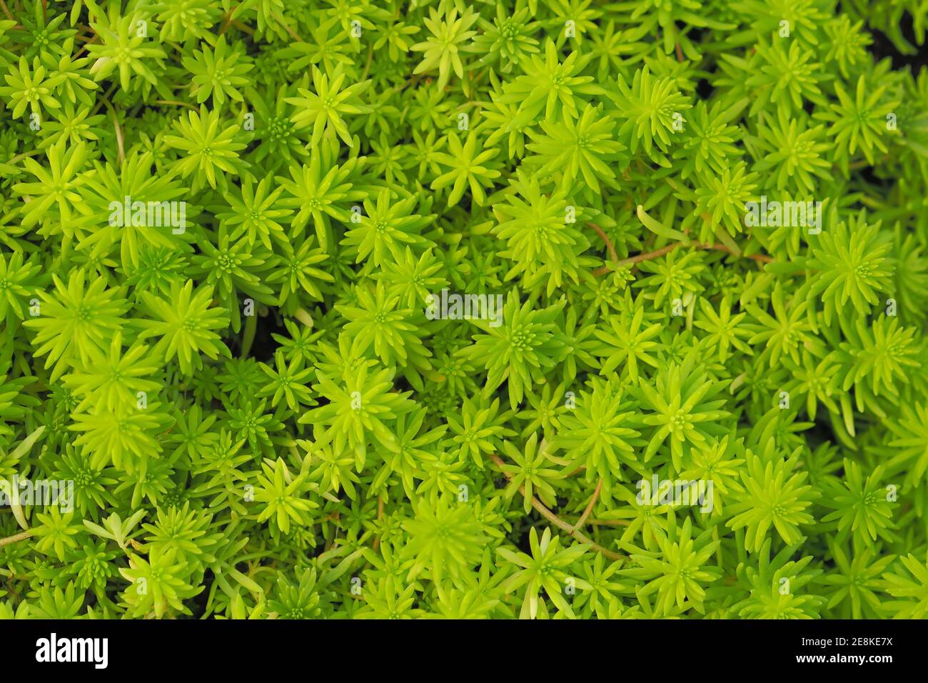Sedum sp. Crassulaceae Textures and background. Stock Photo