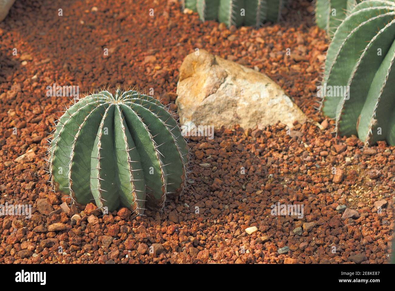 Echinocactus grusonii on the rocky ground in the greenhouse Stock Photo