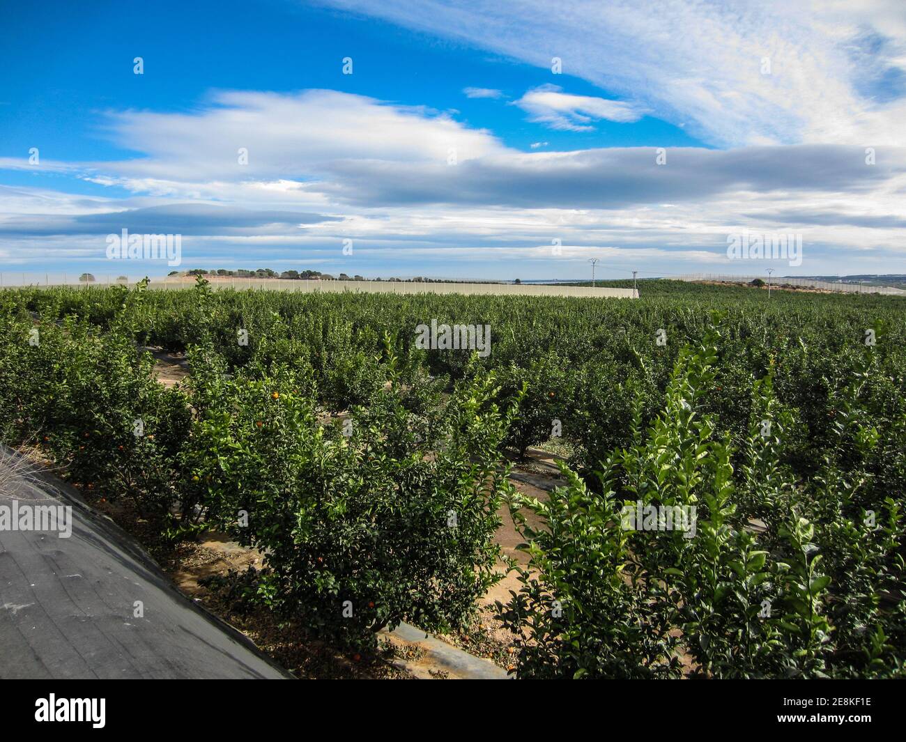 orange grove in spain Stock Photo Alamy