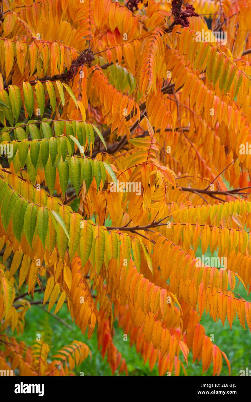 Flame like pattern hi-res stock photography and images - Alamy