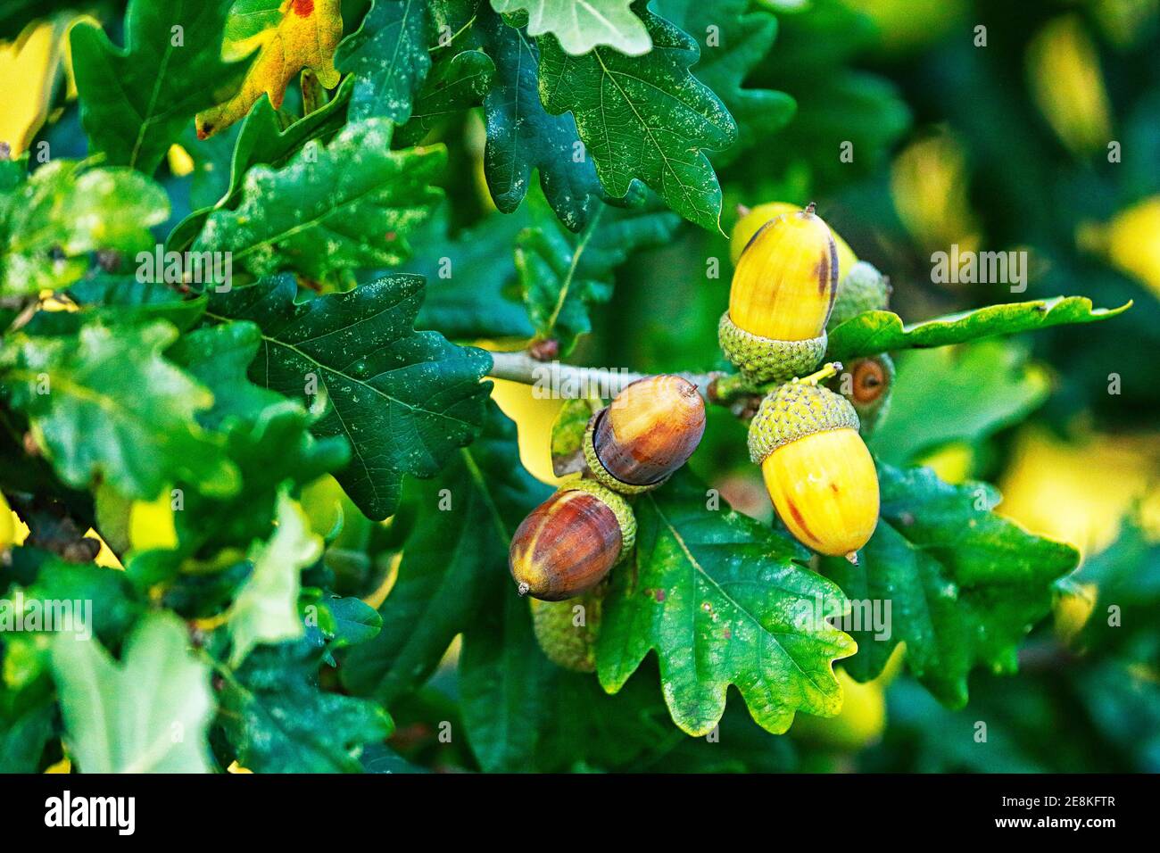Acorns (Quercus) fruit of the Oak tree in early autumn/ fall Stock Photo
