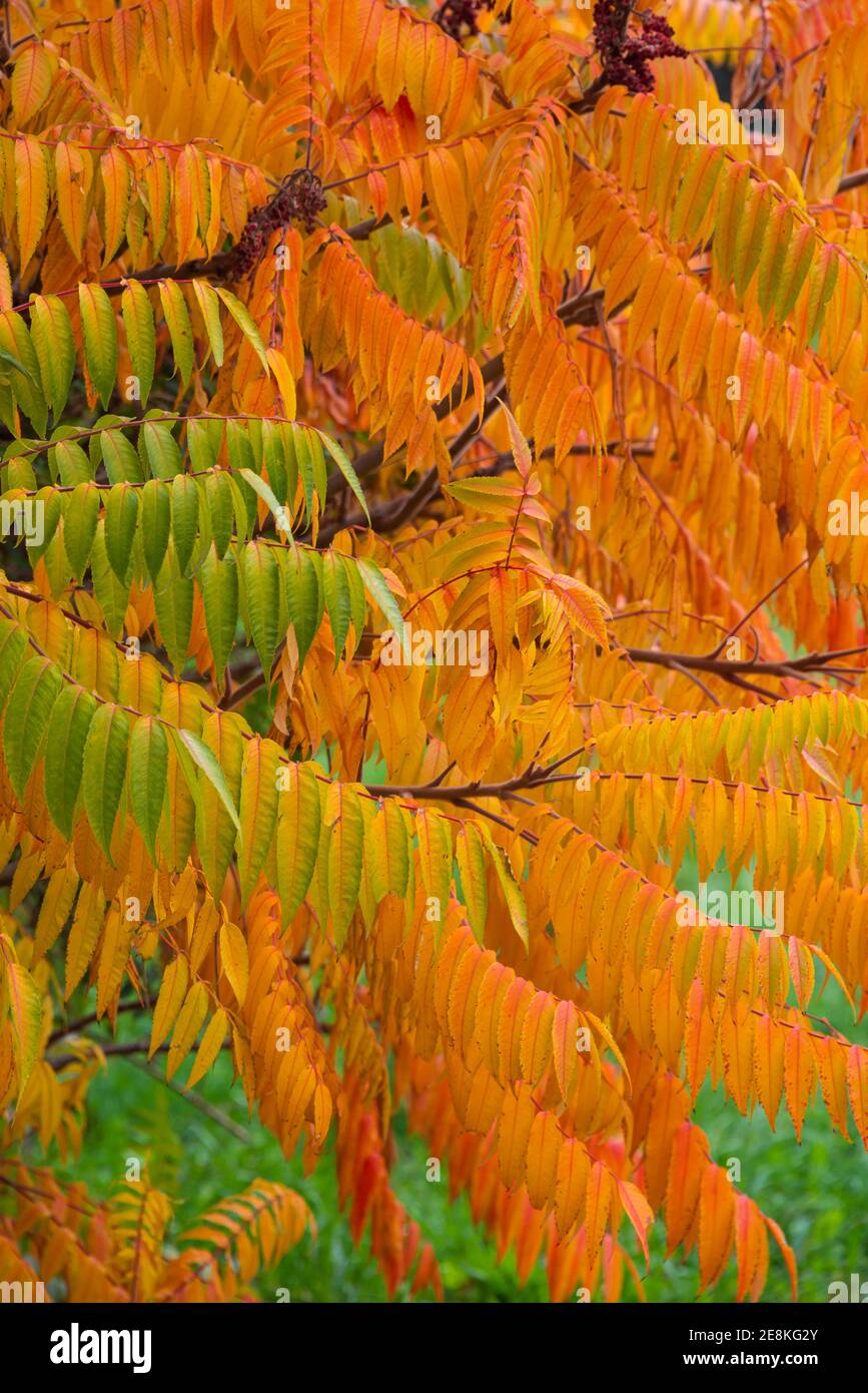 Beautiful temperate forest leaves like fern in golden Autumn colors resembling fire flame as a background, details, closeup Stock Photo