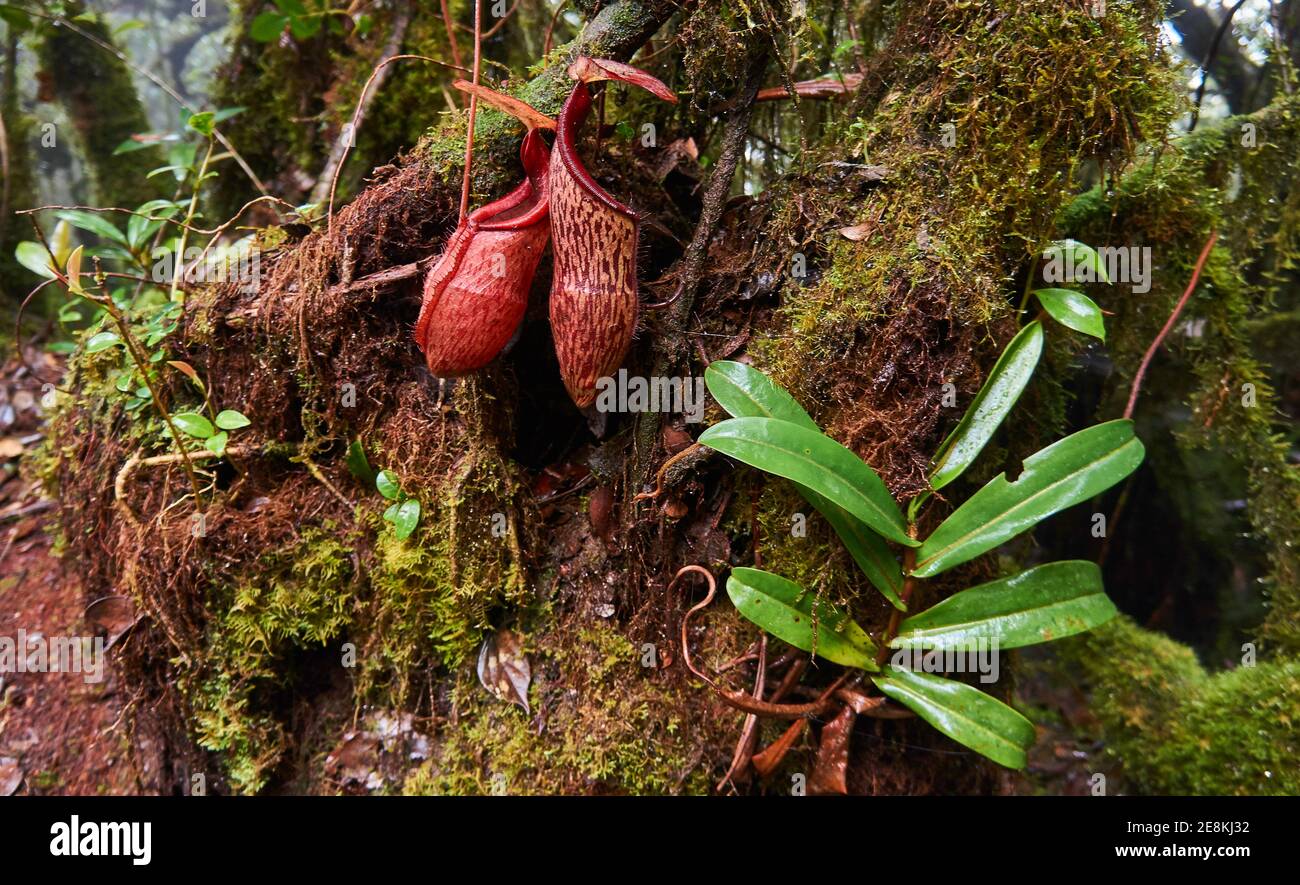 Malaysia, Cameron Highlands: Trichterpflanze im Mossy Forest Stock Photo