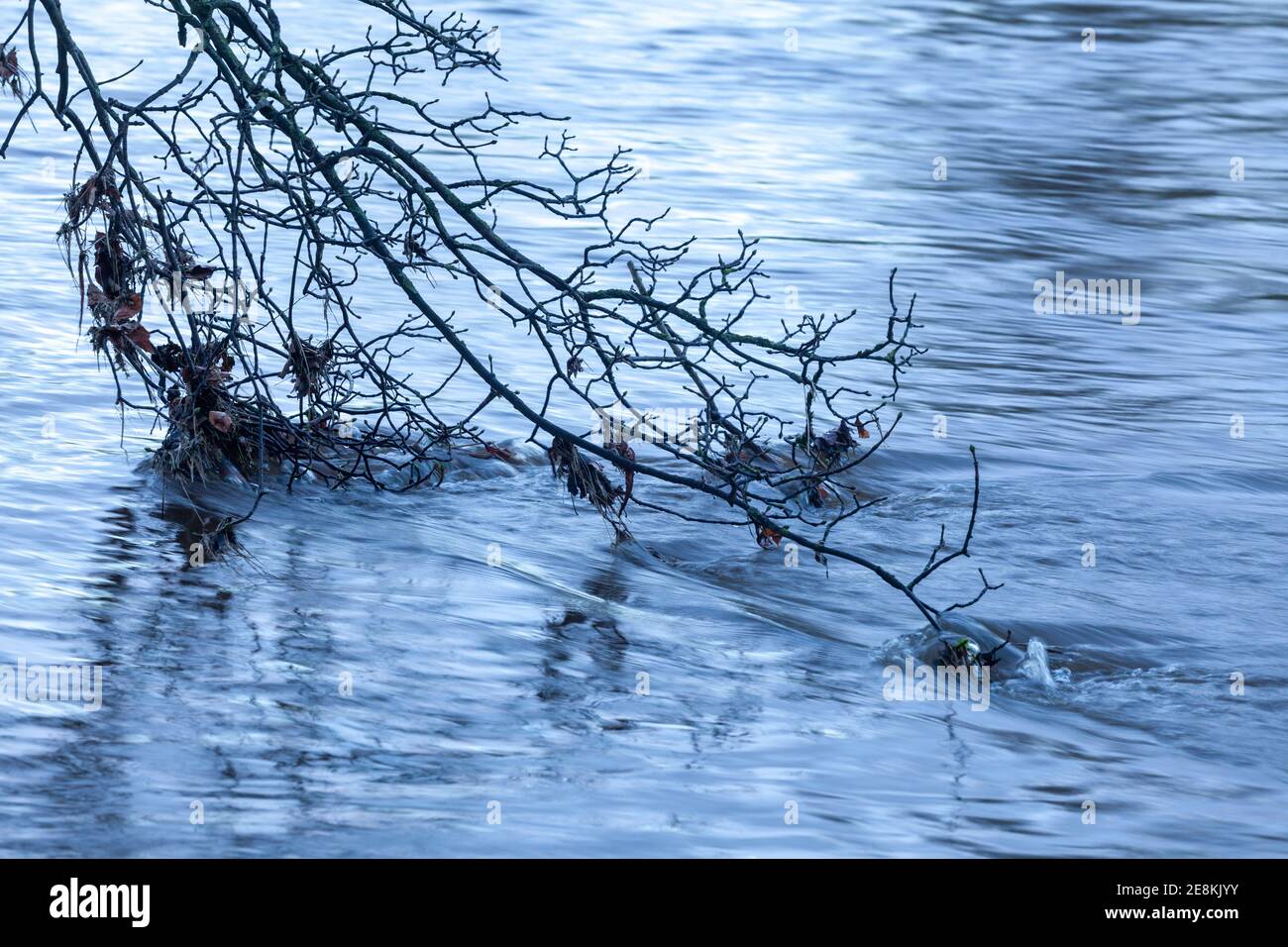 long exposure image of a leafless tree branch dipping into a the flowing water of a river with flood debris caught on the branch Stock Photo