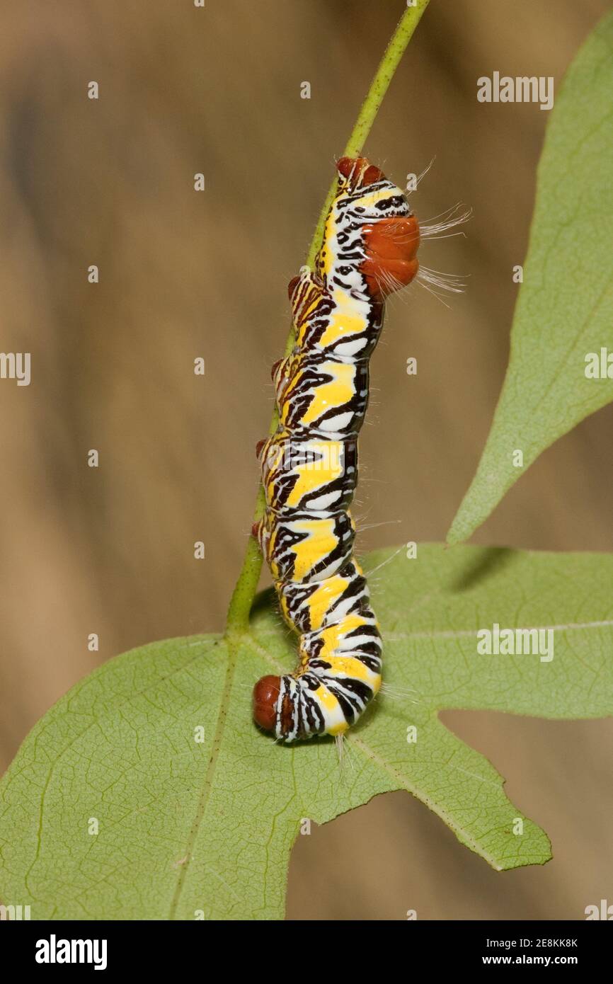 Prominent Moth larva, Lirimiris truncata, Notodontidae. Feeding on wild cotton. Length 40 mm. Stock Photo