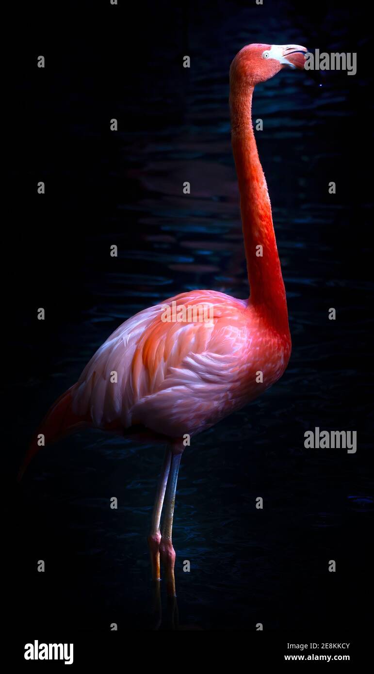 Seamless texture flamingo hi-res stock photography and images - Alamy