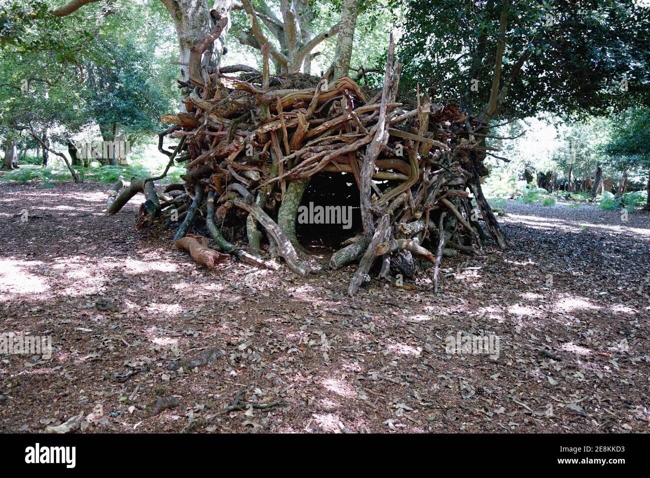 A shelter made of wooden branches in a forest Stock Photo