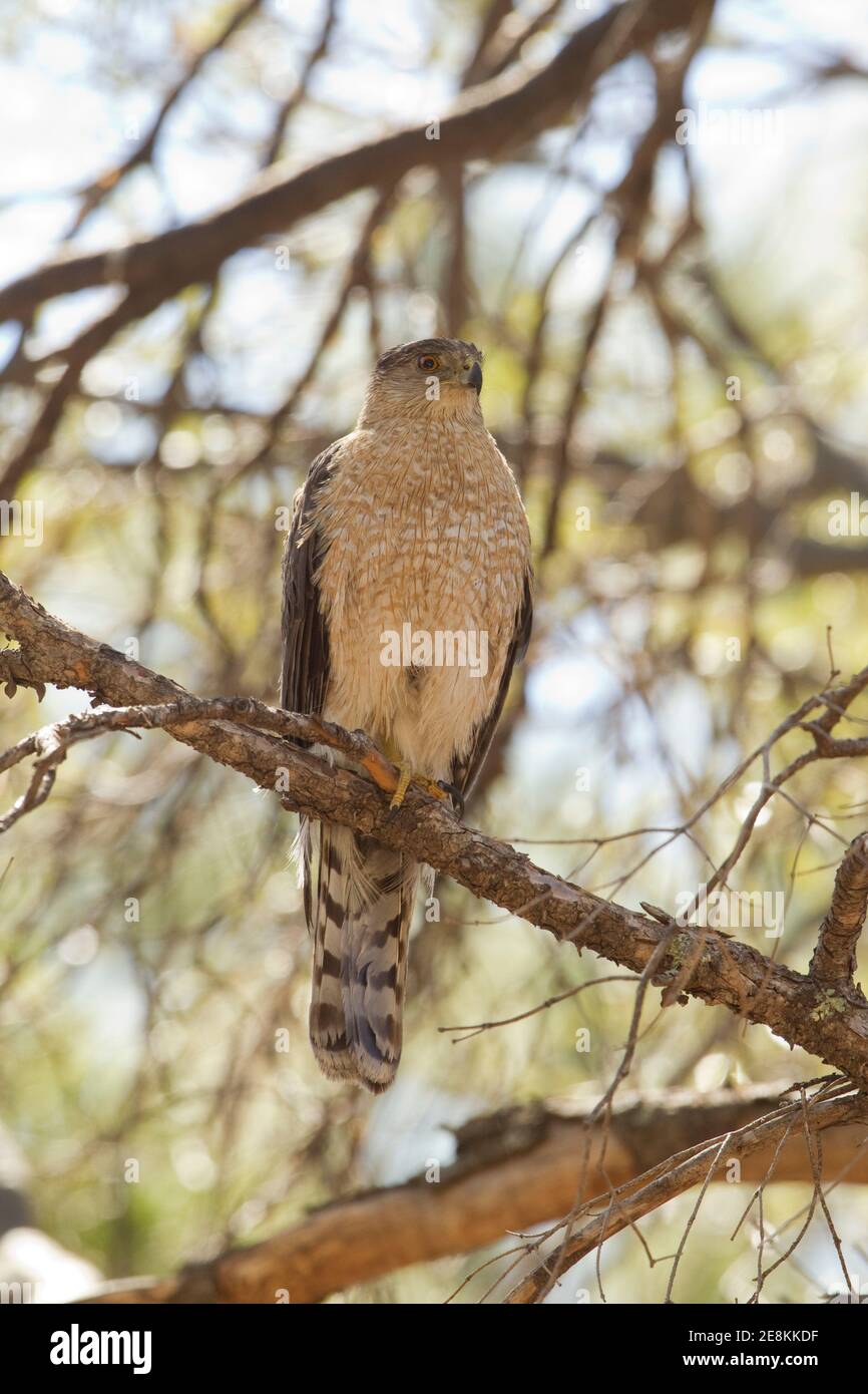 Cooper's Hawk female, Accipiter cooperii, perched in tree. Stock Photo