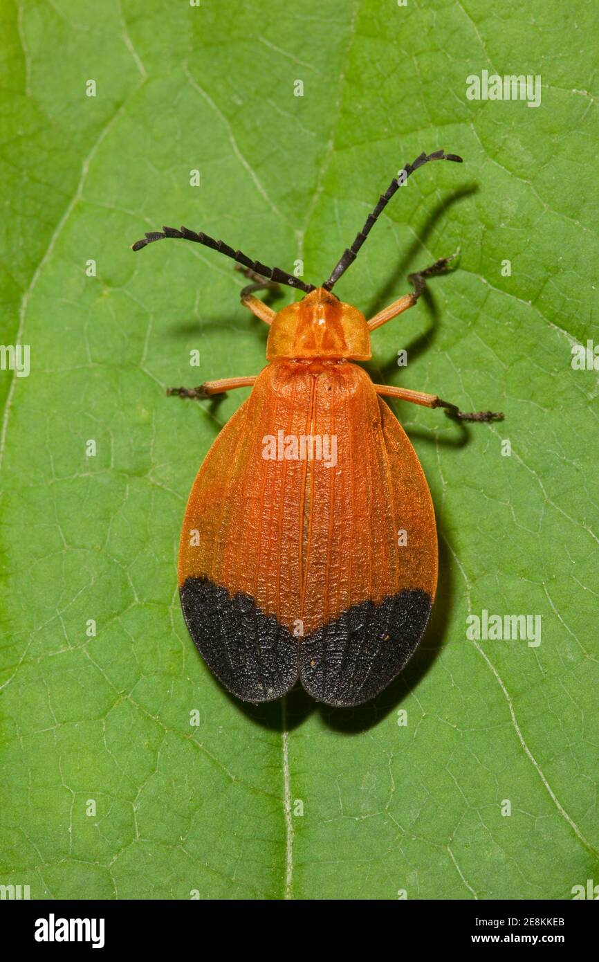 Net-winged Beetle, Lycus arizonensis, Lycidae. Stock Photo