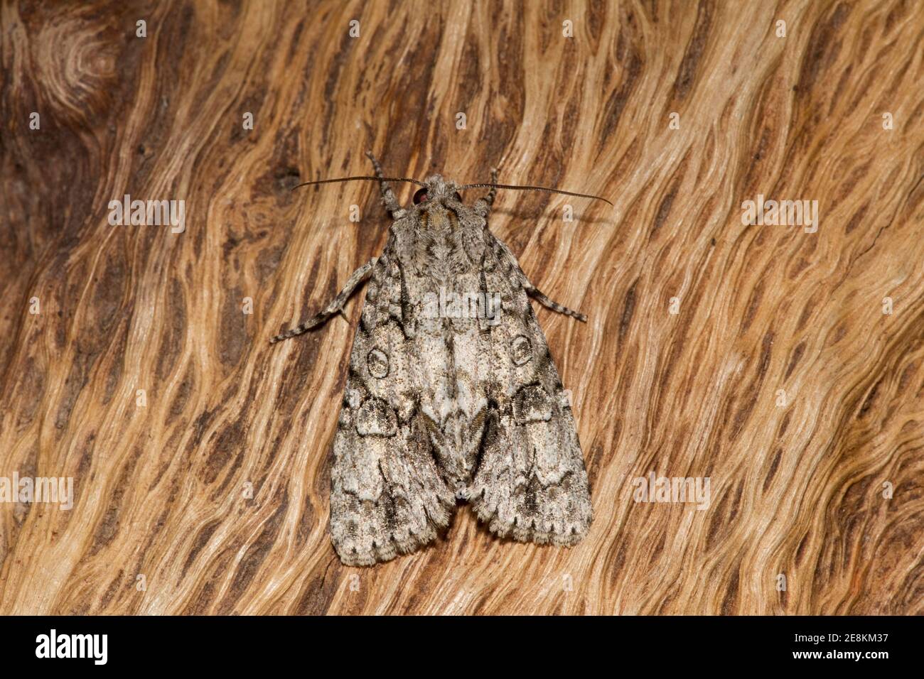 Dagger Moth, Acronicta atristrigatus, Noctuidae. Forewing Length 18 mm. Stock Photo