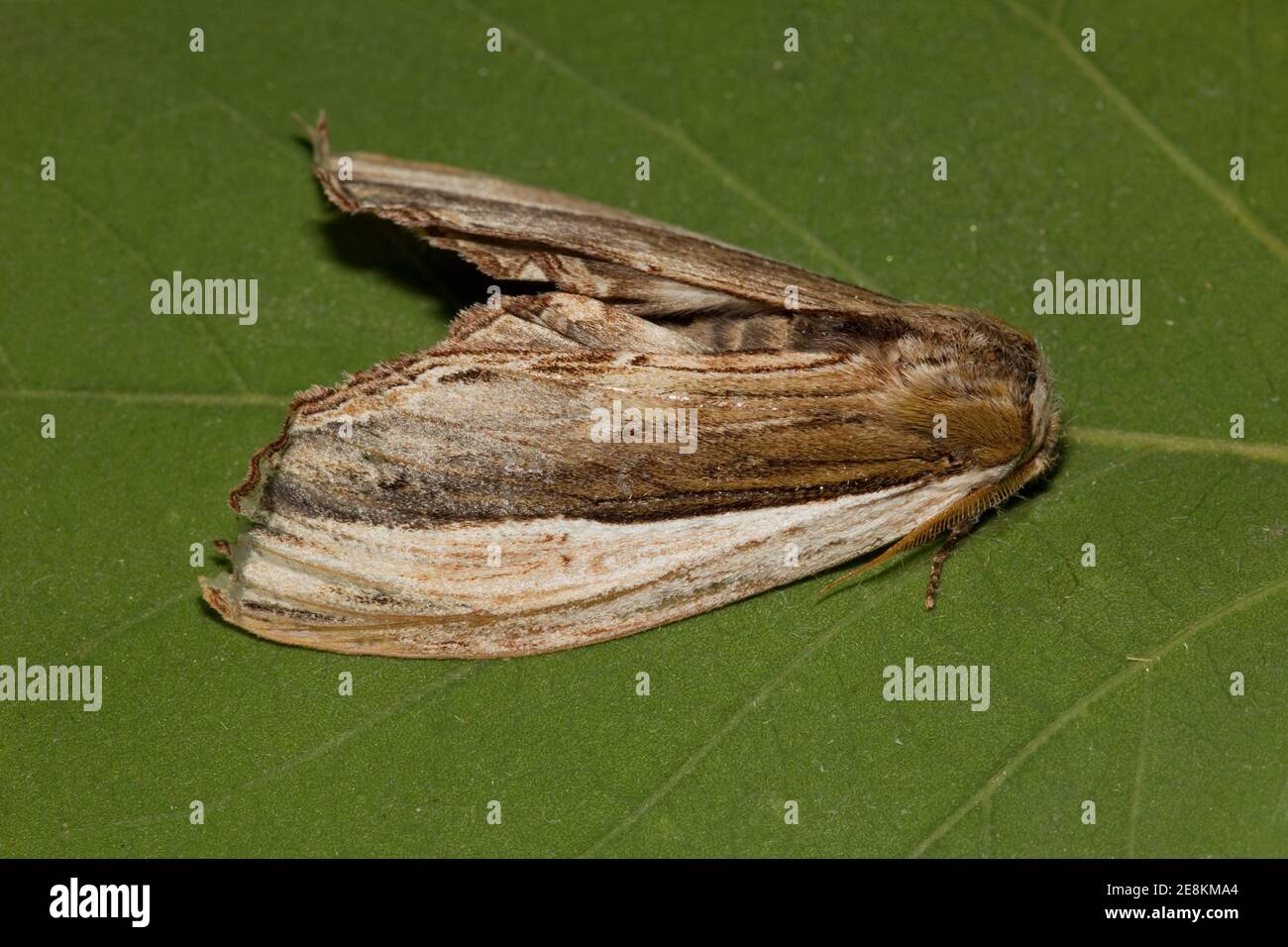 Prominent Moth male, Lirimiris truncata, Notodontidae. Forewing Length 35 mm. Stock Photo