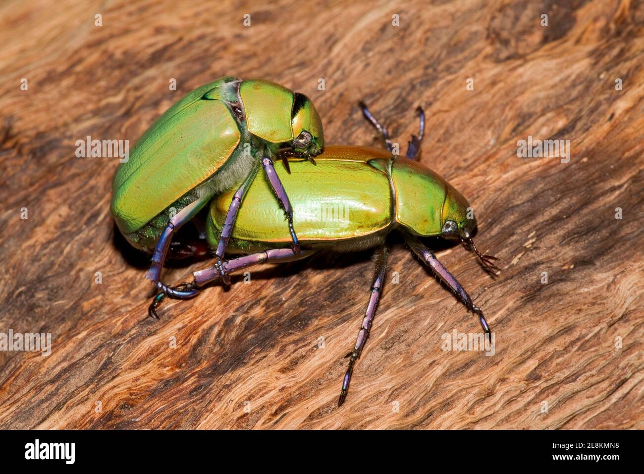 Beyer's Chrysina Beetle male and female, Chrysina beyeri, Scarabaeidae. Mating. Stock Photo
