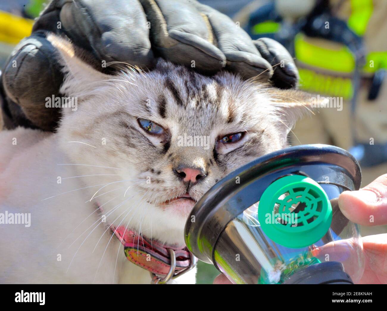 Melbourne Beach, Brevard County, Florida, USA. January 30, 2021. After firemen extinguishing a working 5th-floor condominium kitchen fire, they reentered the unit in an attempt to locate the owners missing two cats. Both animals where located hiding in closets and removed from the burnt-out unit. Both animals where given oxygen, administered with a pet oxygen mask by paramedics and transported to a veterinary clinic for hyperbaric oxygen therapy (HOBT) and are recovering. Photo Credit: Julian Leek/Alamy Live News Stock Photo