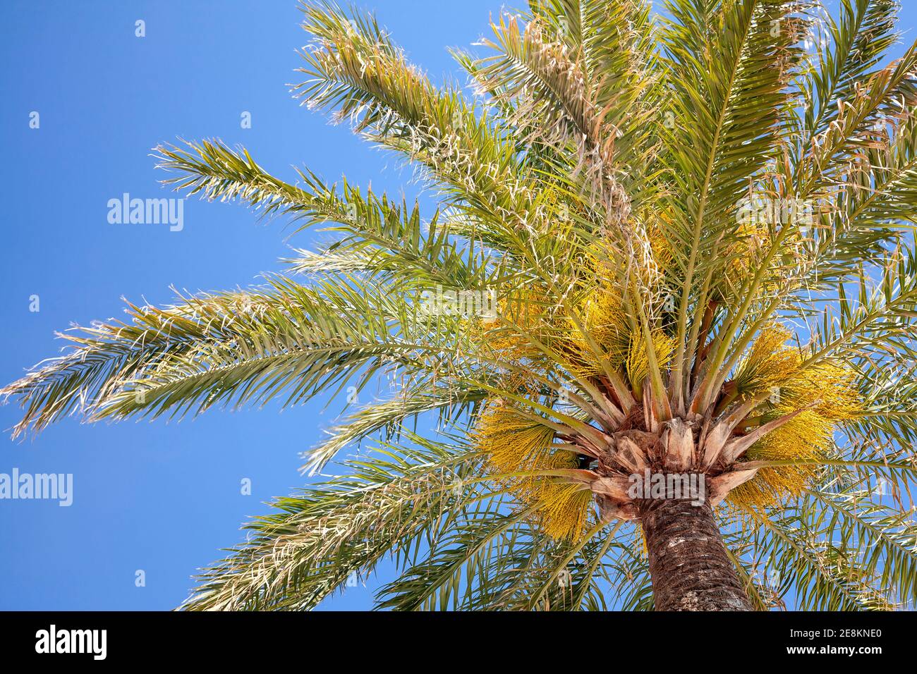Palm tree and fronds, Cadiz, Spain Stock Photo