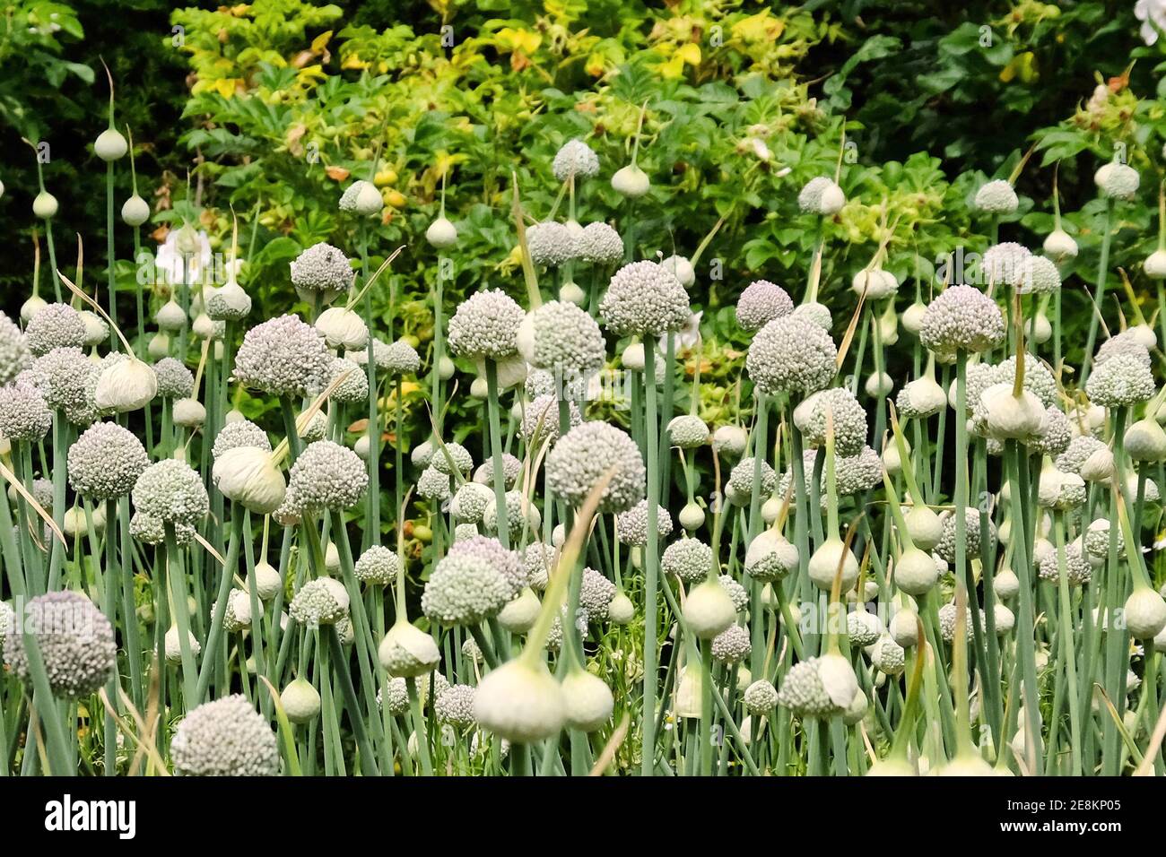 Allium 'ping pong' in flower during the summer Stock Photo - Alamy